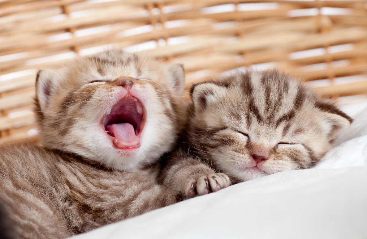 Kitten Yawn